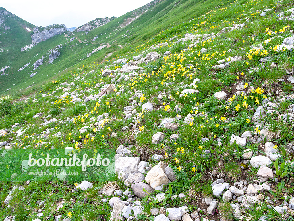 439309 - Rofangebirge, Autriche