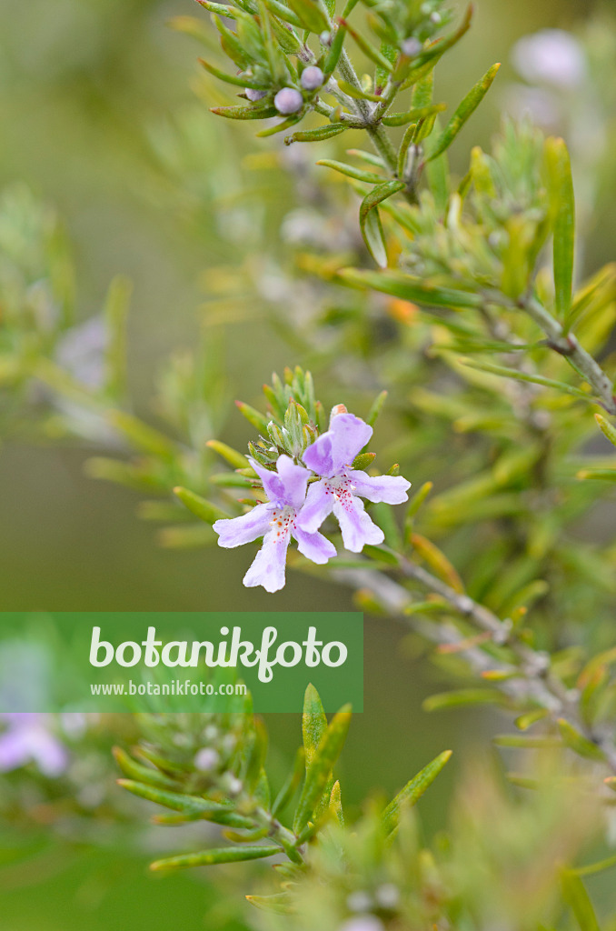 535163 - Romarin d'Australie (Westringia fruticosa)
