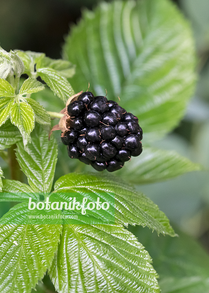 664408 - Ronce commune (Rubus fruticosus 'Little Black Prince')