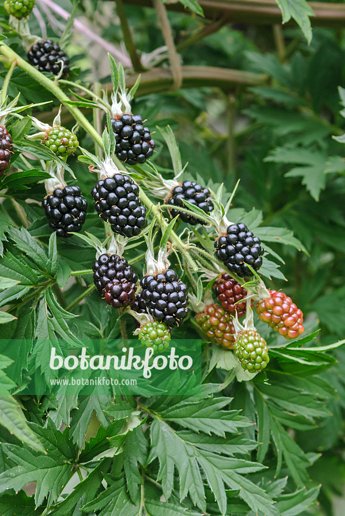 517380 - Ronce commune (Rubus fruticosus 'Thornless Evergreen')