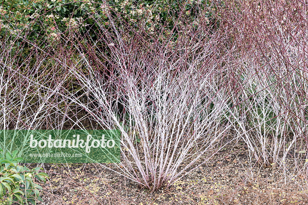 625364 - Ronce commune (Rubus thibetanus 'Silver Fern')