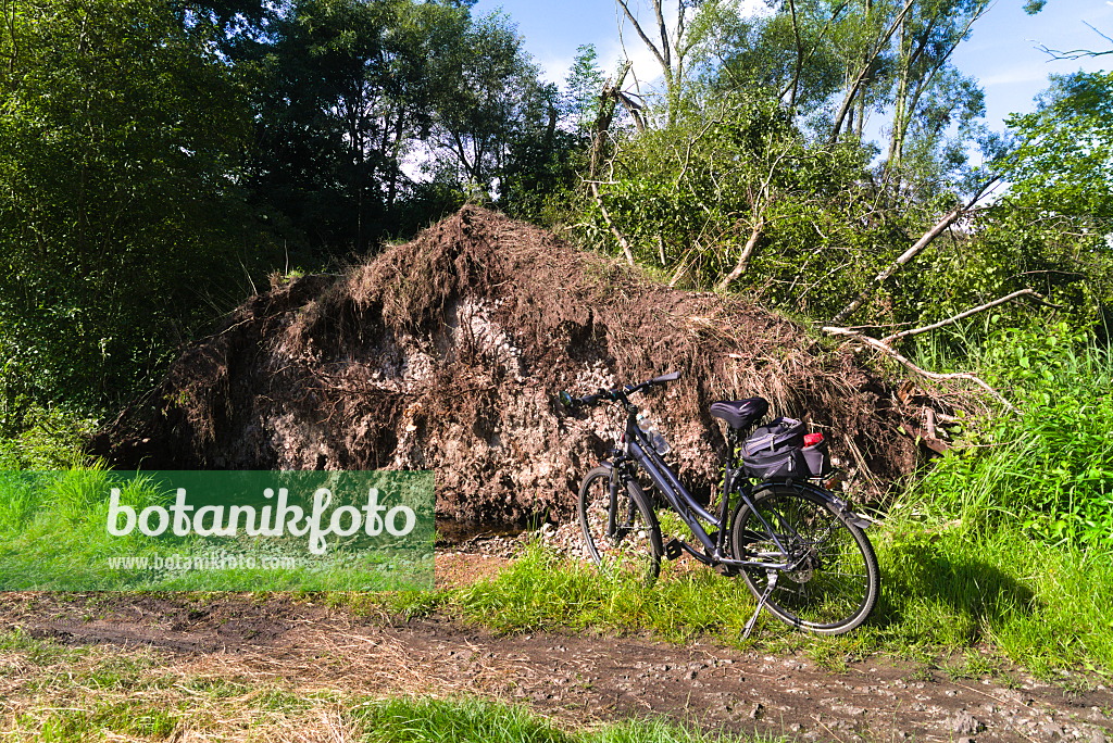 671025 - Root plate of fallen trees with a bicycle in front of it