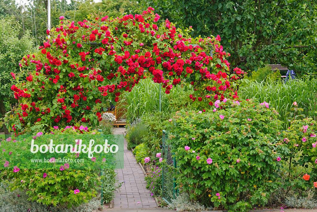 500189 - Rose arch