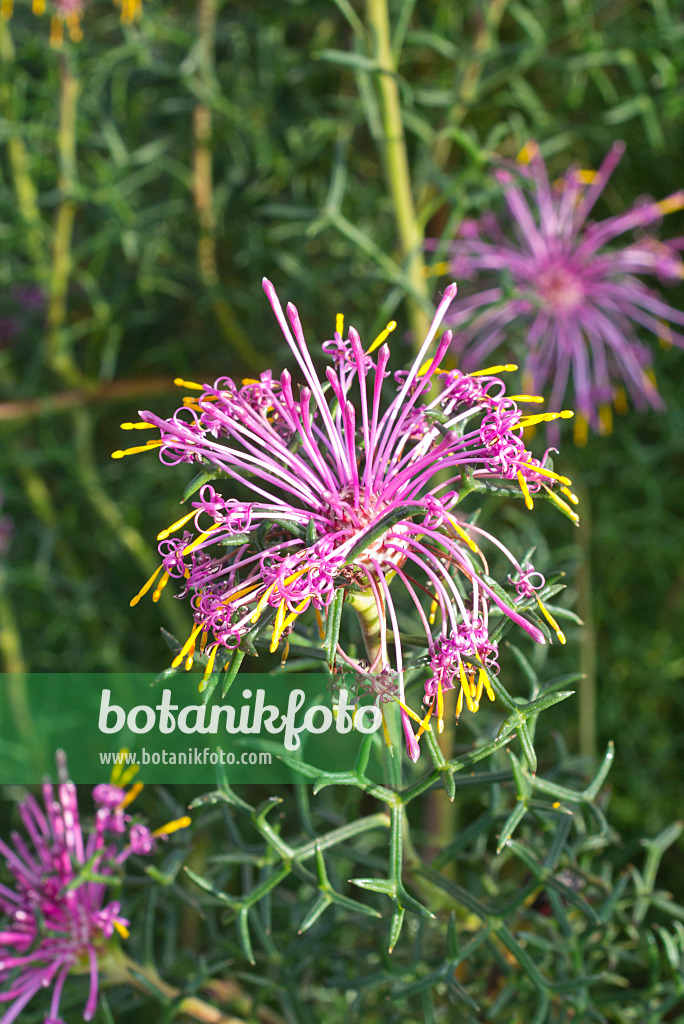 609064 - Rose coneflower (Isopogon formosus)