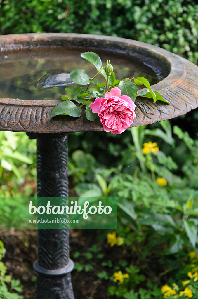 570094 - Rose dans une fontaine
