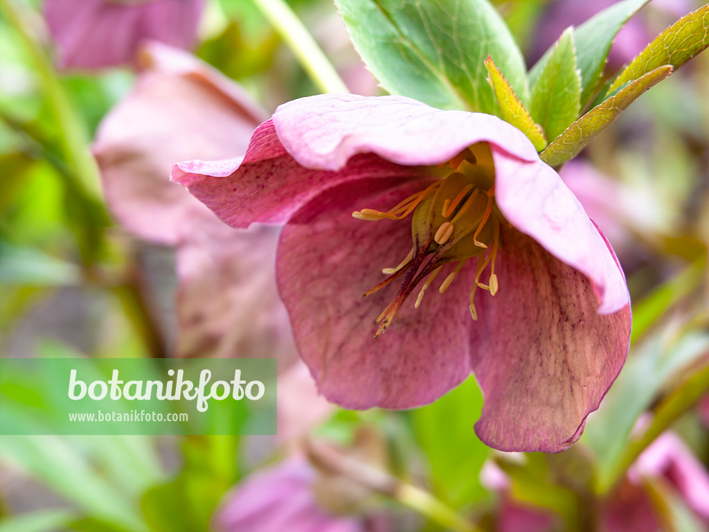437107 - Rose de carême (Helleborus orientalis)