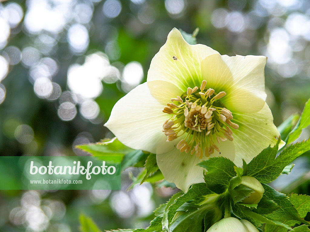 446001 - Rose de carême (Helleborus orientalis)