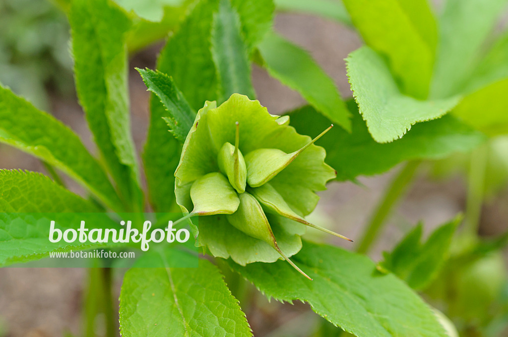 484033 - Rose de carême (Helleborus orientalis)