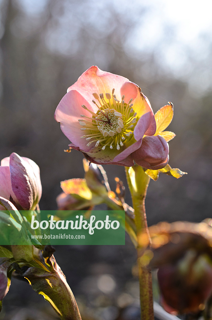 518091 - Rose de carême (Helleborus orientalis)