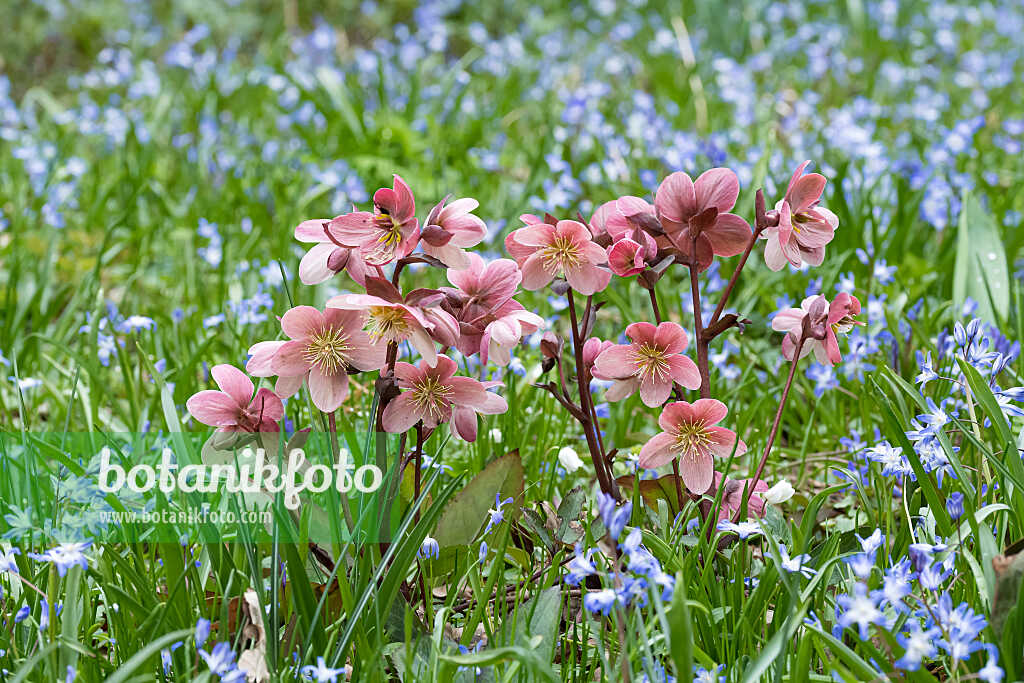 675076 - Rose de carême (Helleborus orientalis)