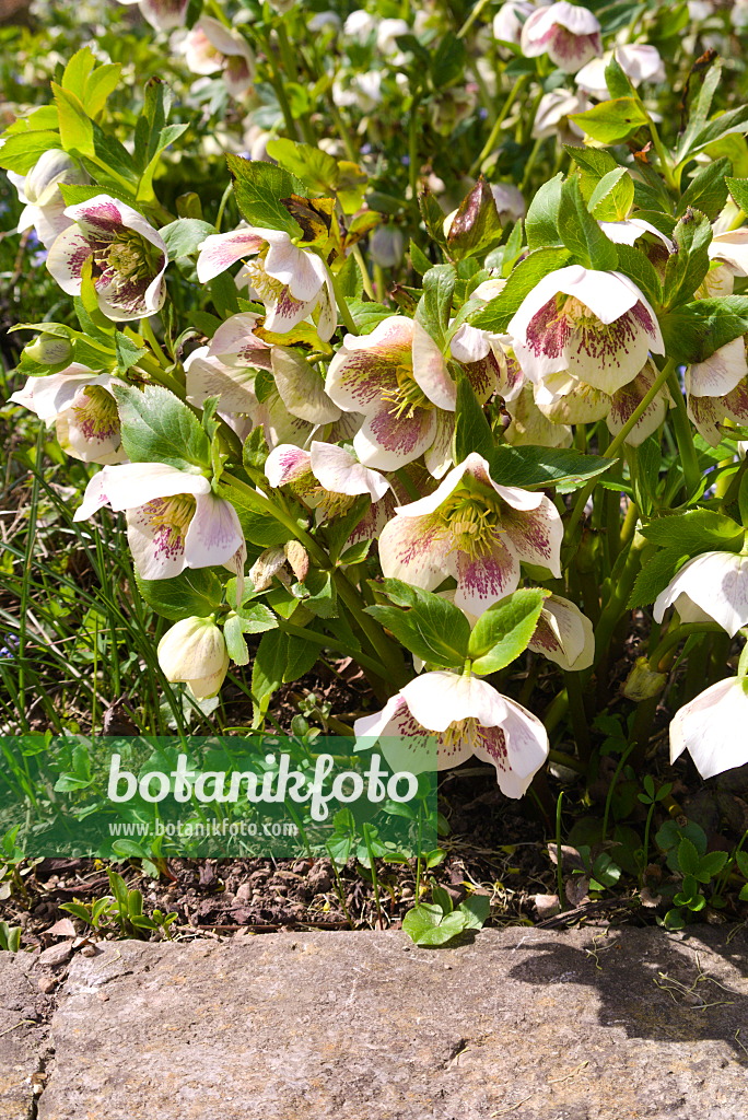 672060 - Rose de carême (Helleborus orientalis 'White Spotted Lady')