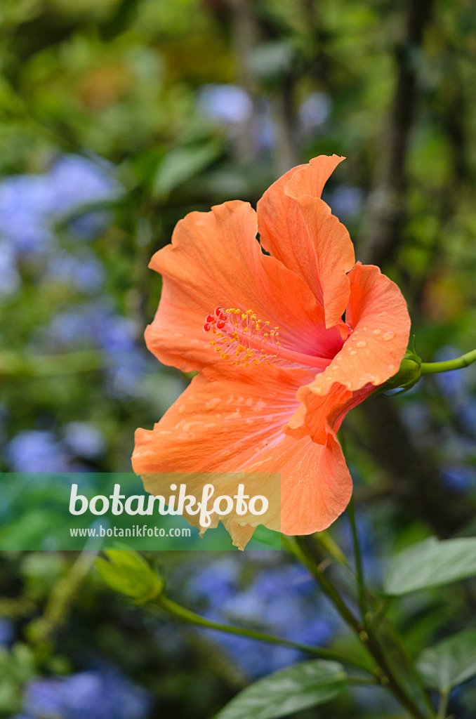 535129 - Rose de Chine (Hibiscus rosa-sinensis 'Ischia')