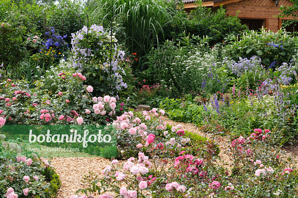 474150 - Rose garden