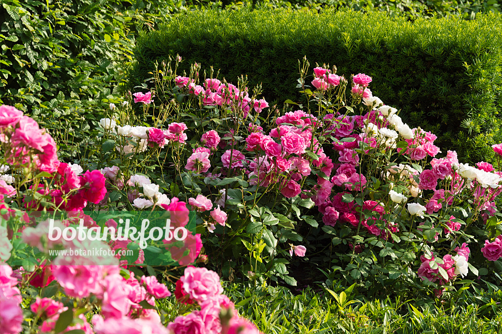 509123 - Rose garden