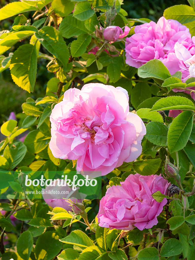402007 - Rose (Rosa)