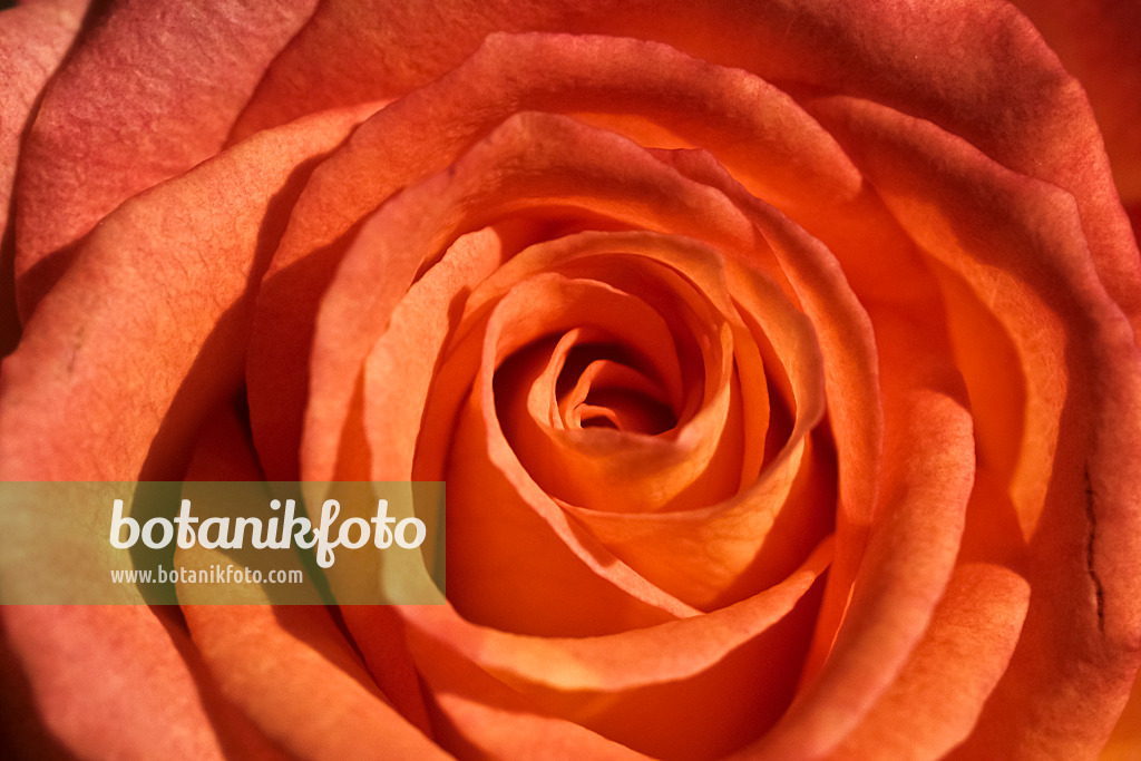 430244 - Rose (Rosa)