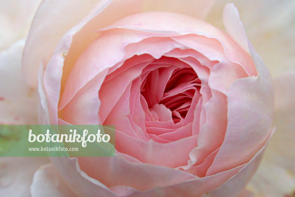 452143 - Rose (Rosa)