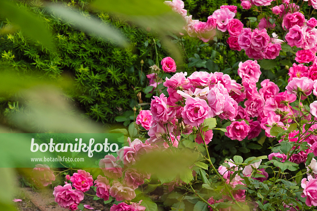 509124 - Rose (Rosa)