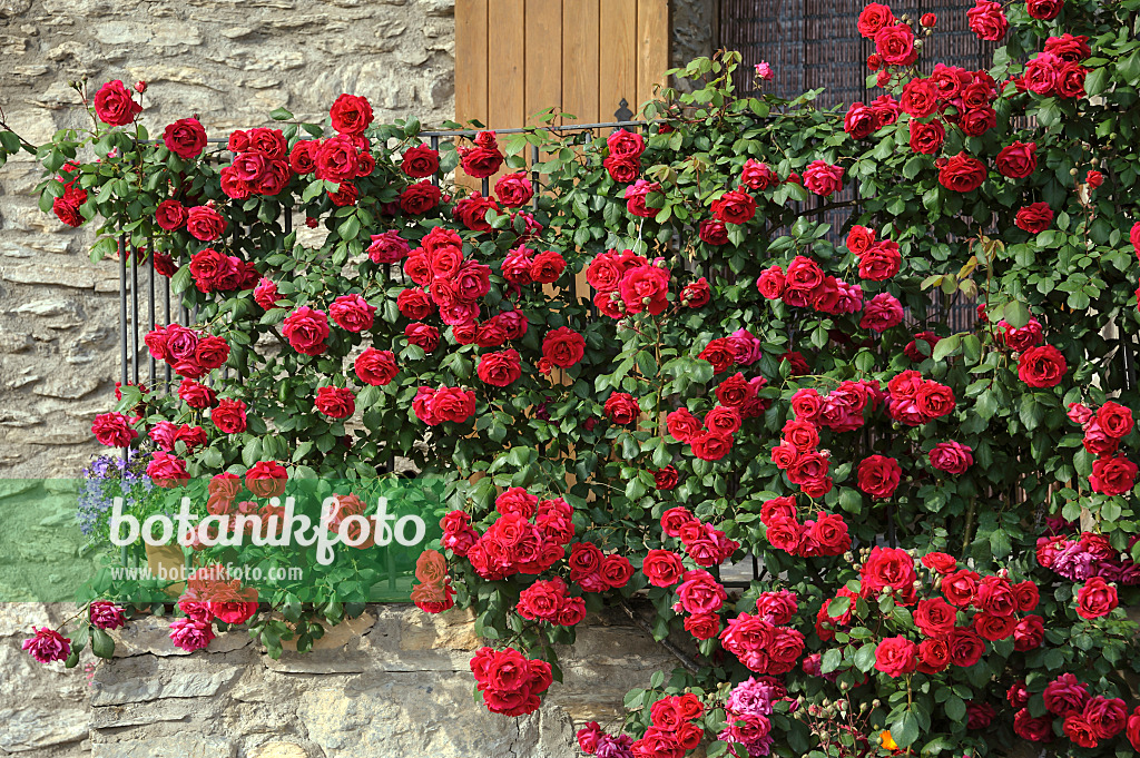 517421 - Rose (Rosa)