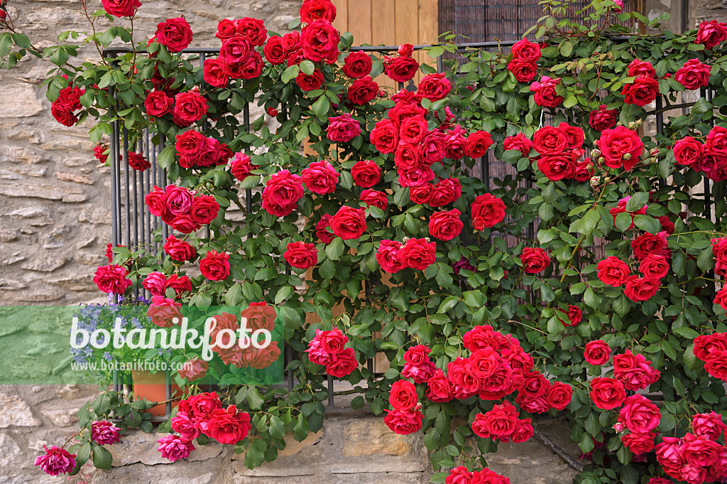 517422 - Rose (Rosa)