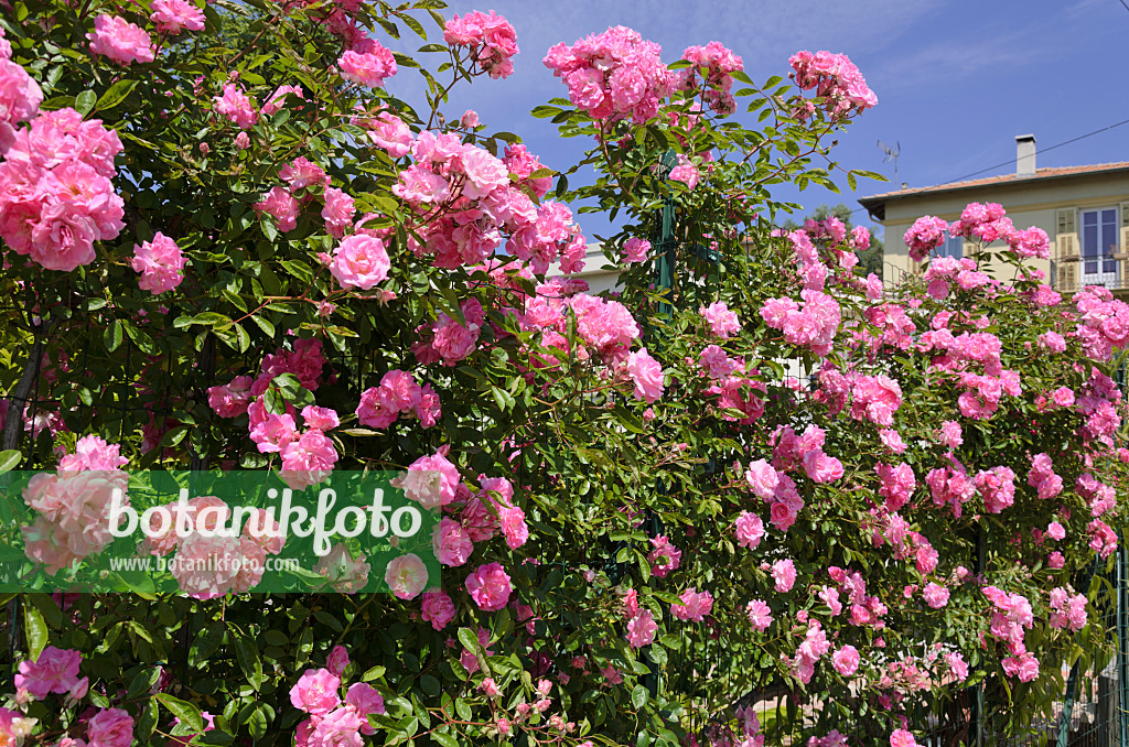 533072 - Rose (Rosa)