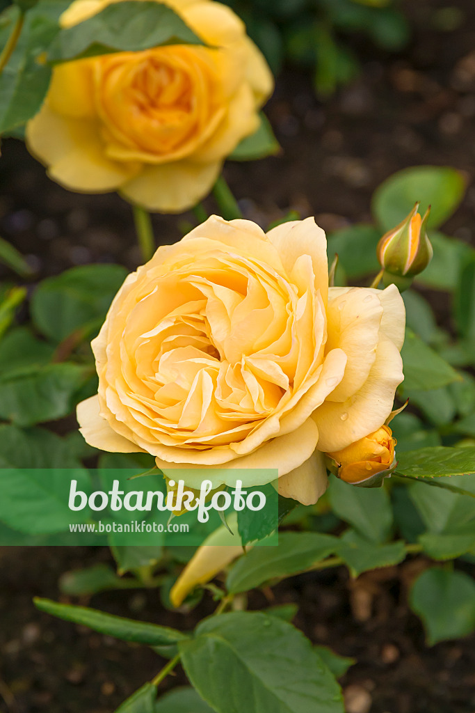 651491 - Rose (Rosa Absolutely Fabulous)