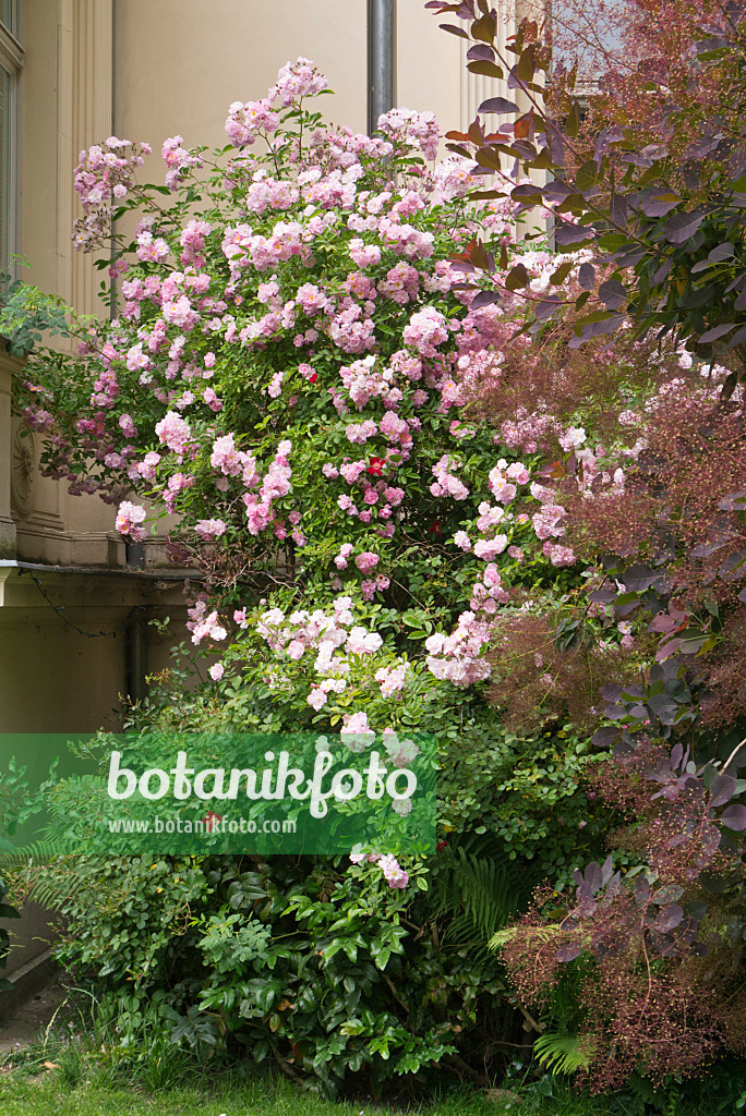 545122 - Rose (Rosa) and smoke tree (Cotinus)