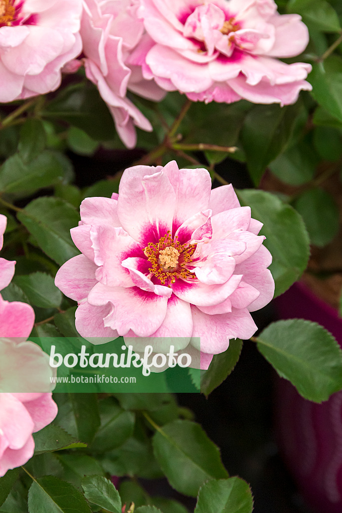 651493 - Rose (Rosa Bright Eyes)