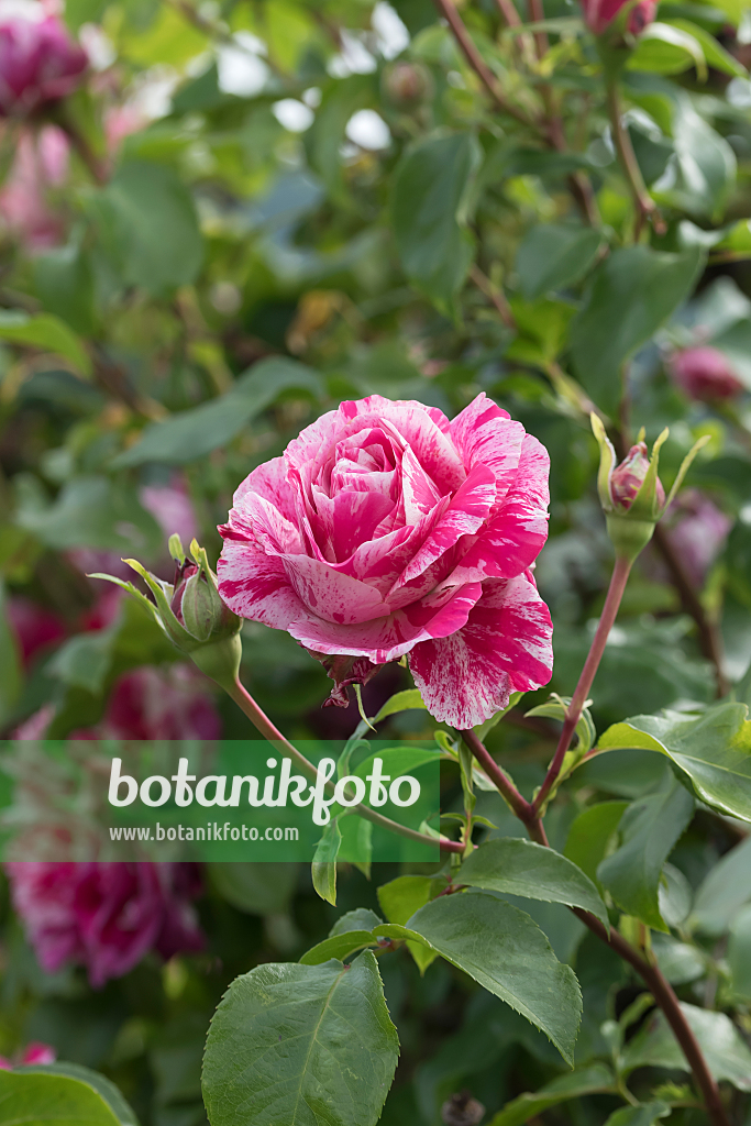 664395 - Rose (Rosa Colibri)