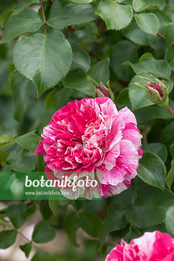 664396 - Rose (Rosa Colibri)