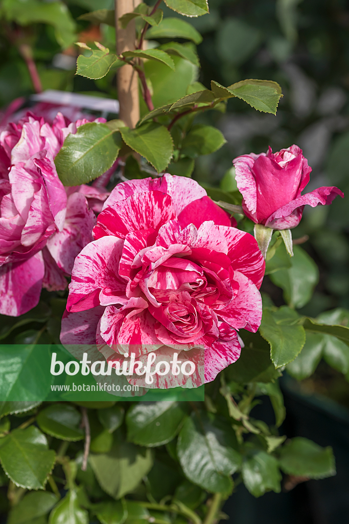 664397 - Rose (Rosa Colibri Farbfestival)