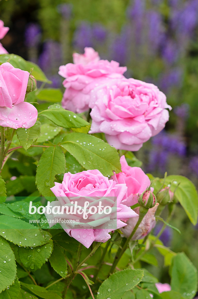 521259 - Rose (Rosa Comte de Chambord)