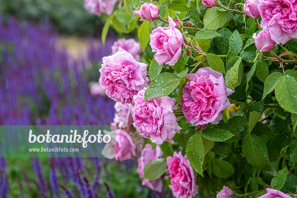 616333 - Rose (Rosa Comte de Chambord)