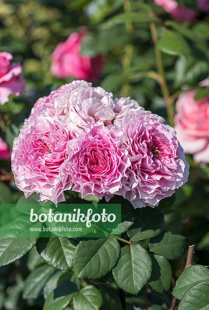 651494 - Rose (Rosa Eisvogel)