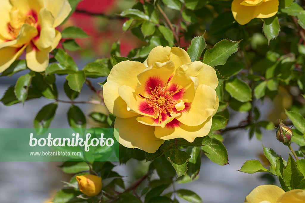 664398 - Rose (Rosa Eyeconic Lemonade)