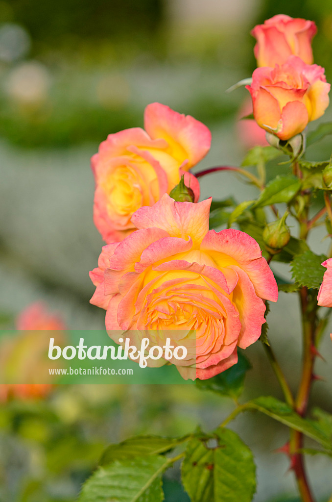 545169 - Rose (Rosa Gartenspaß)
