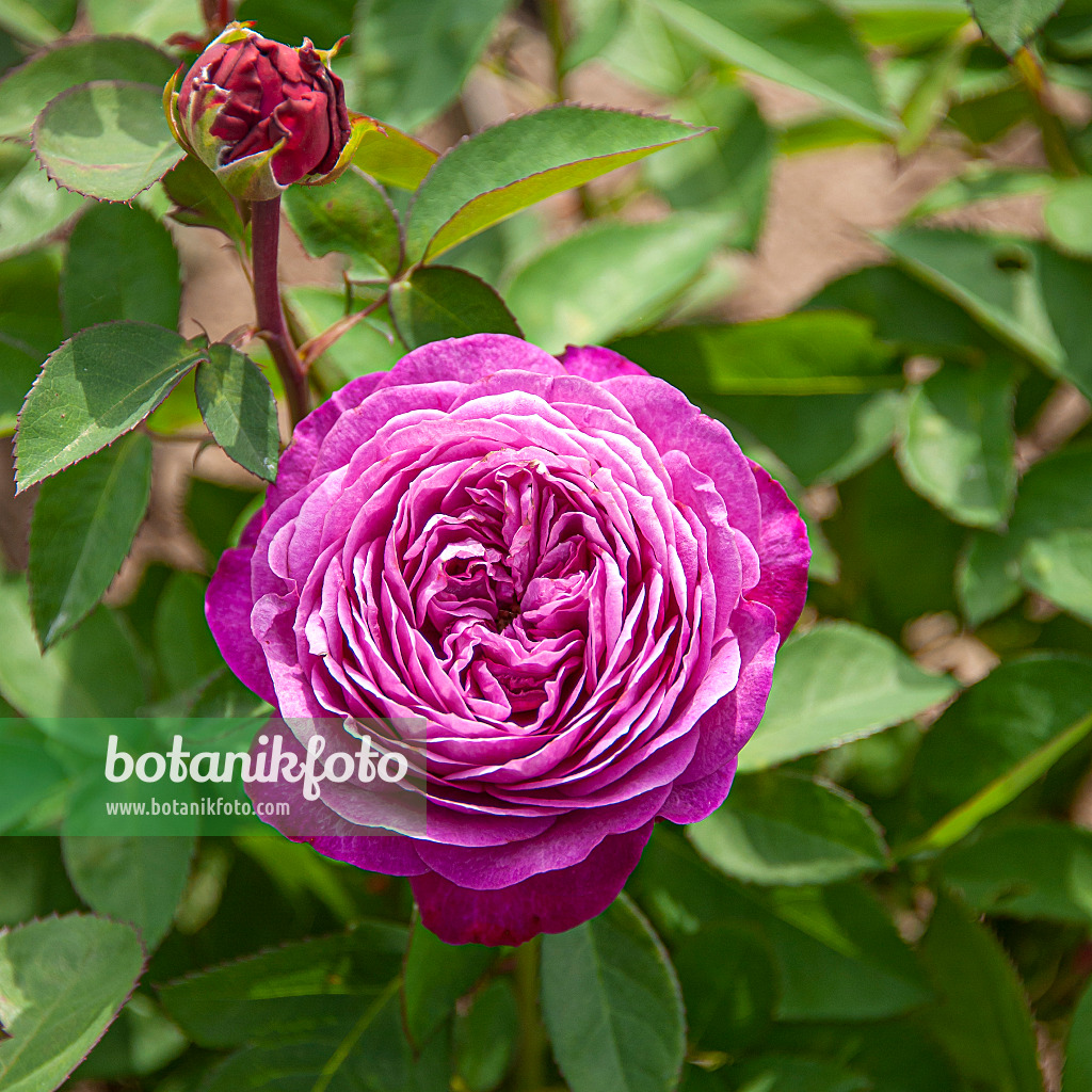 616339 - Rose (Rosa Heidi Klum)
