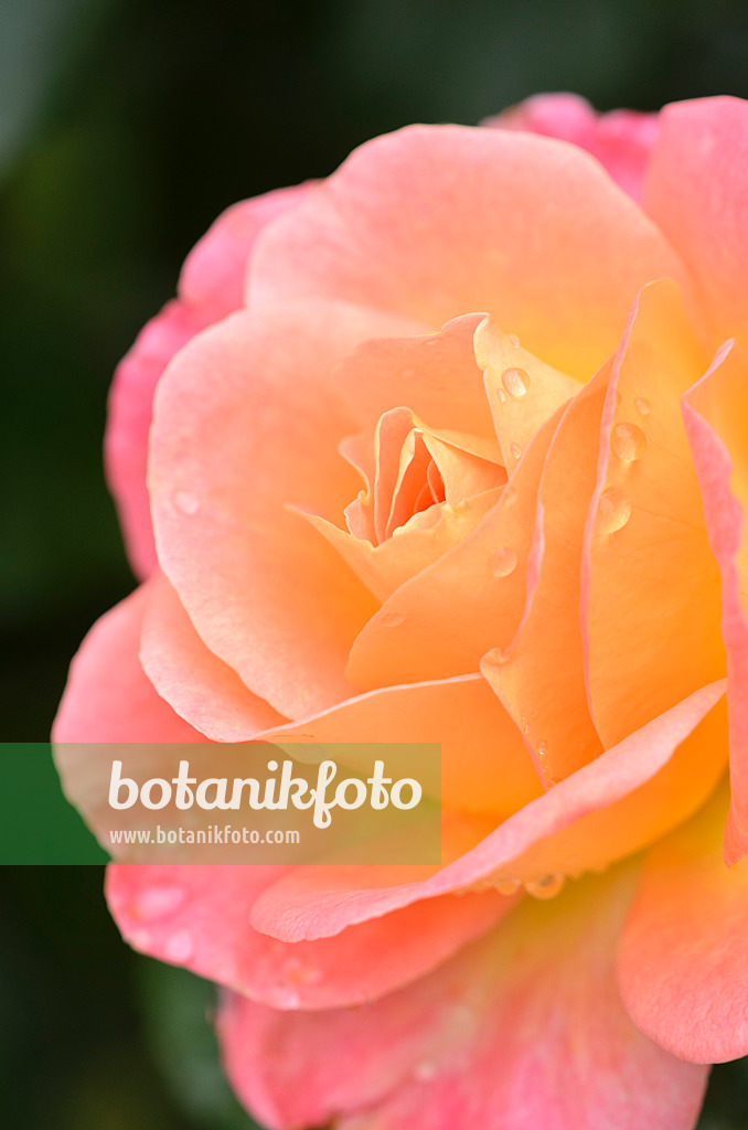 536038 - Rose (Rosa Inspiration)