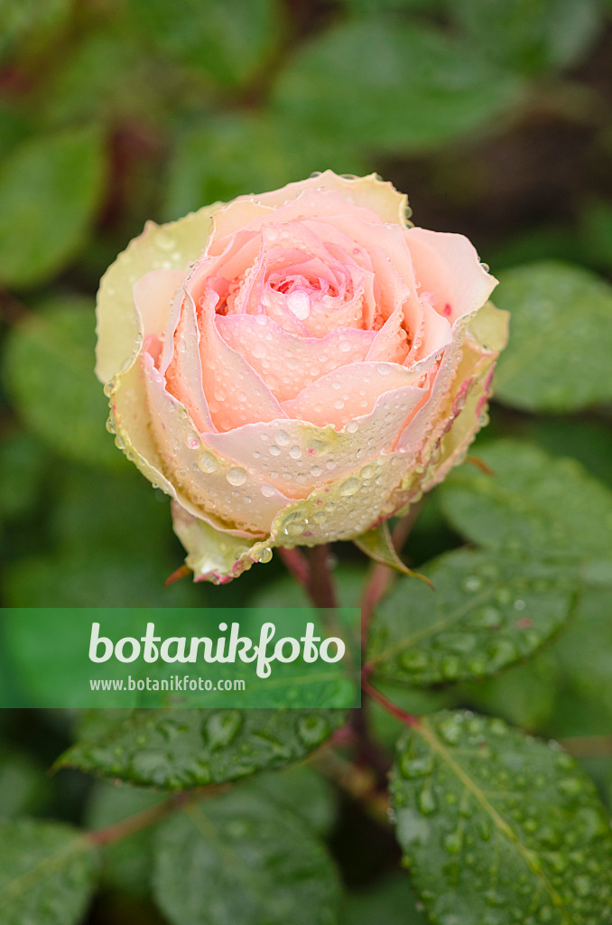 521479 - Rose (Rosa Jalitah)