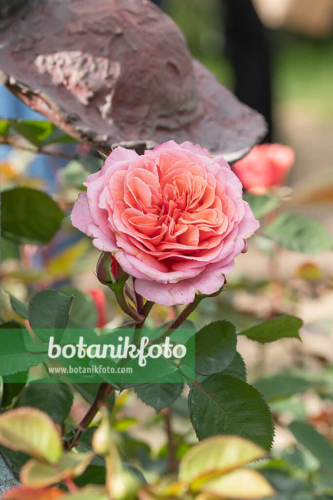 675349 - Rose (Rosa Kätchen von Heilbronn)