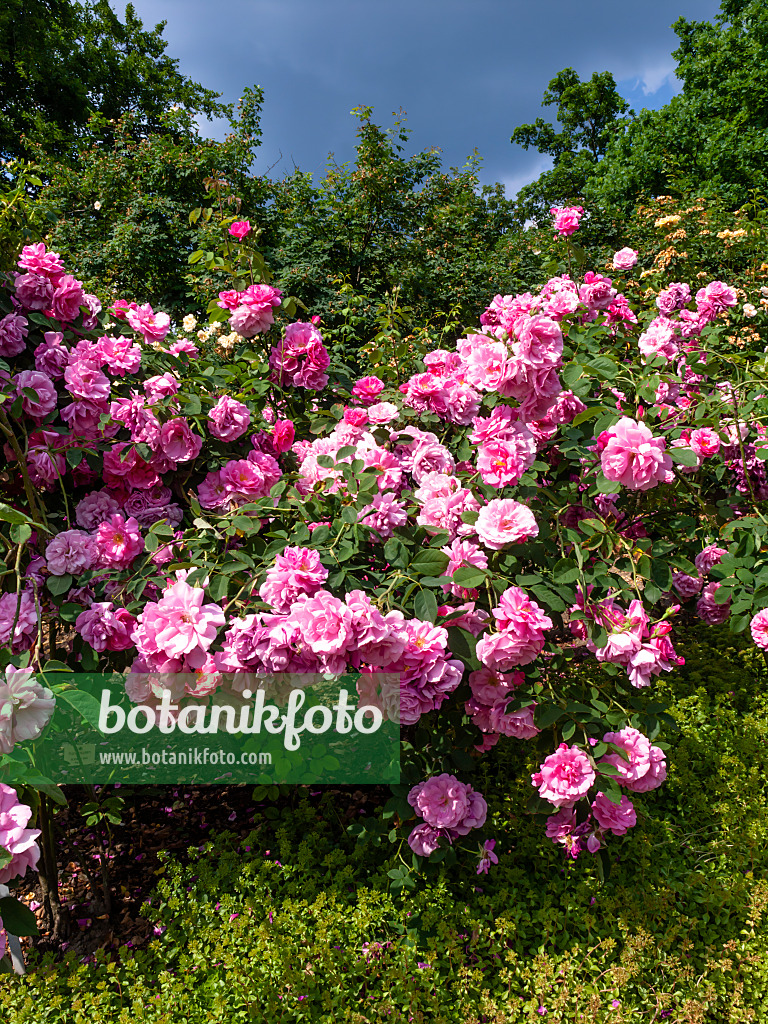 461040 - Rose (Rosa Nordhausen)
