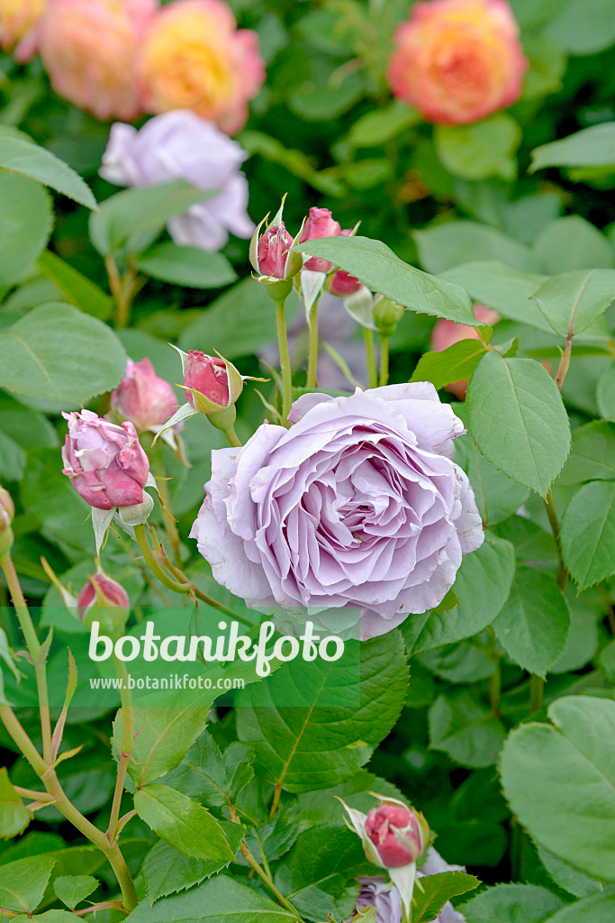 535325 - Rose (Rosa Novalis)