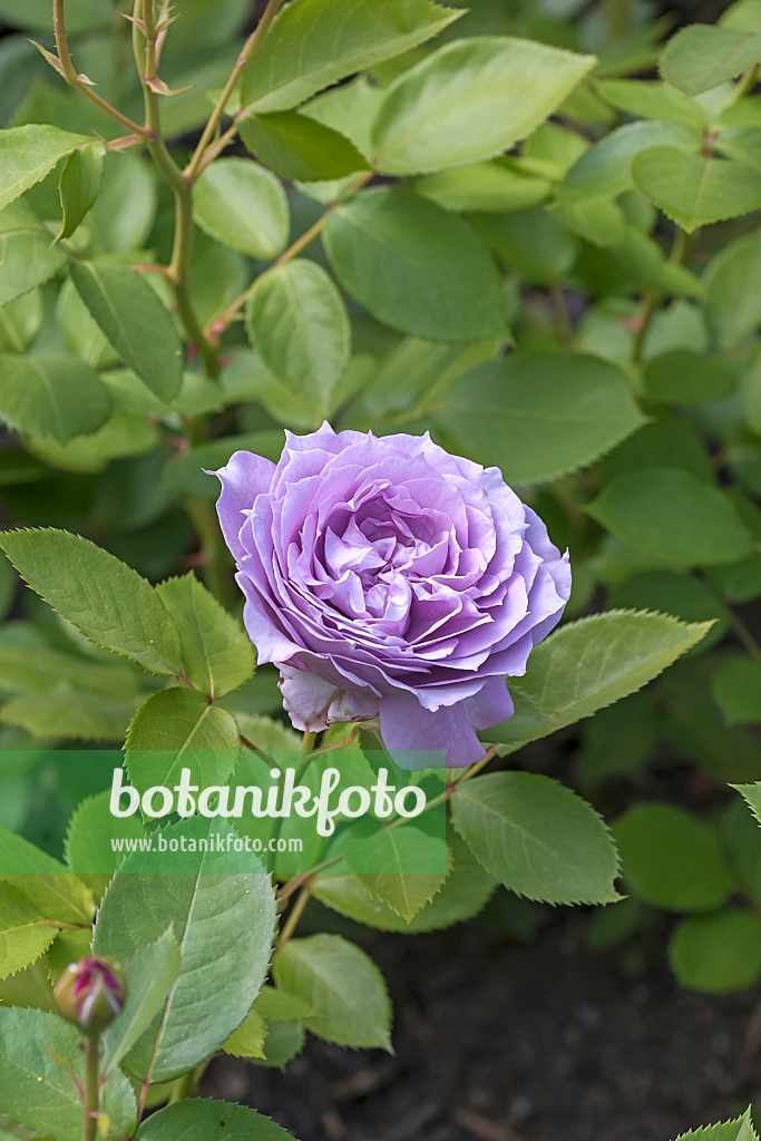 664403 - Rose (Rosa Novalis)