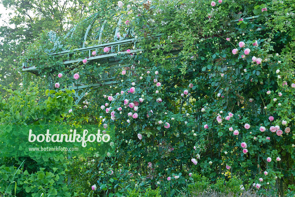 608077 - Rose (Rosa) on a garden pavilion