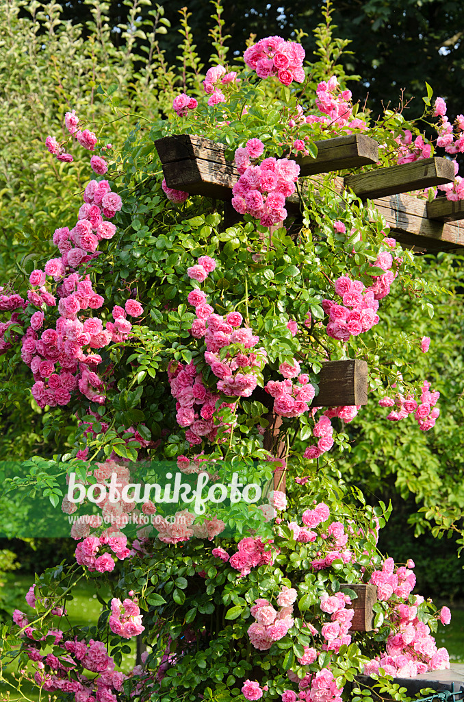 534180 - Rose (Rosa) on a trellis