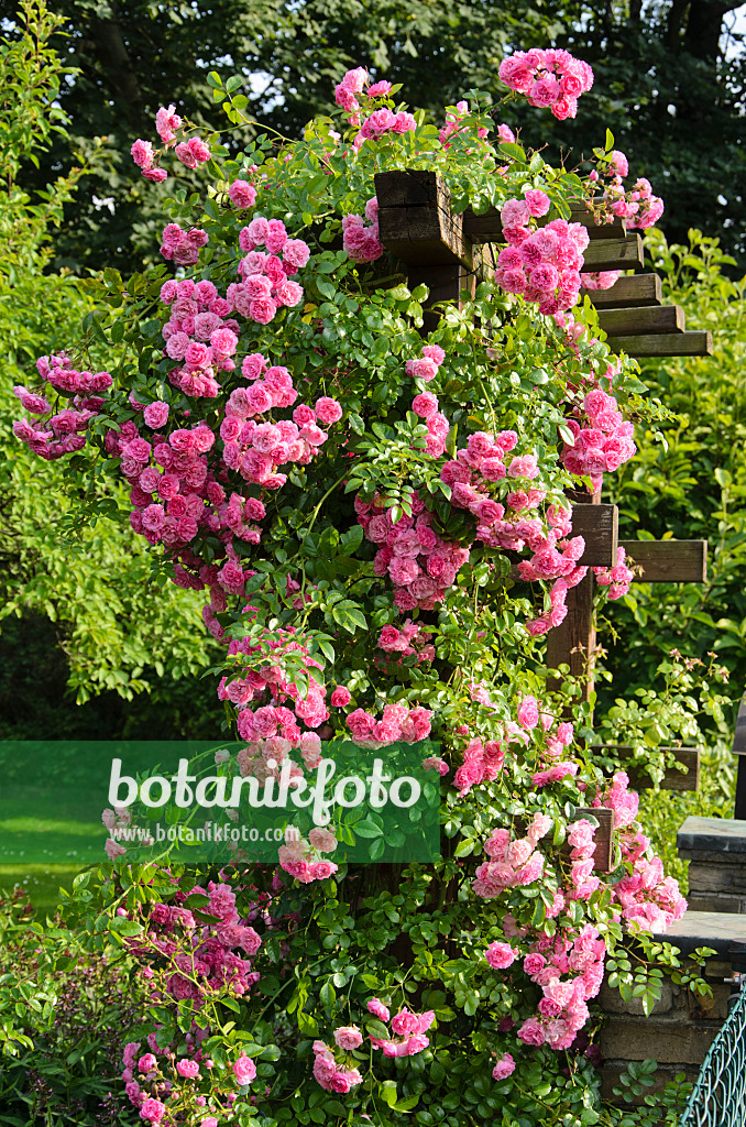 534181 - Rose (Rosa) on a trellis