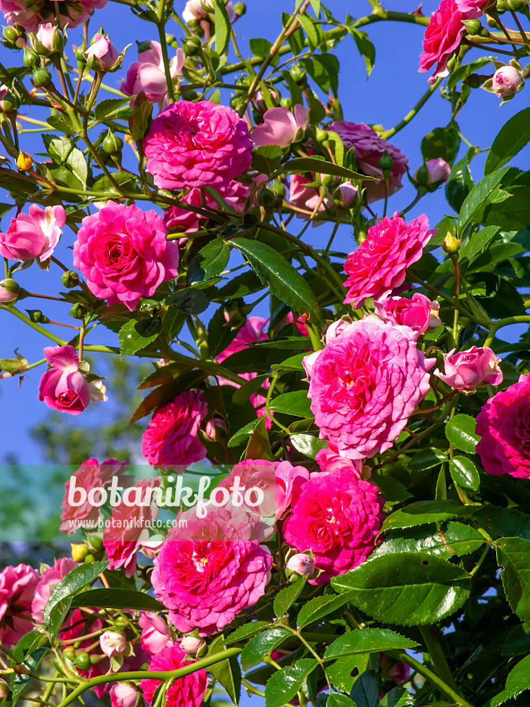 438307 - Rose (Rosa Paul Ploton)