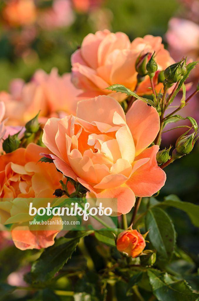 521372 - Rose (Rosa Réné Descartes)
