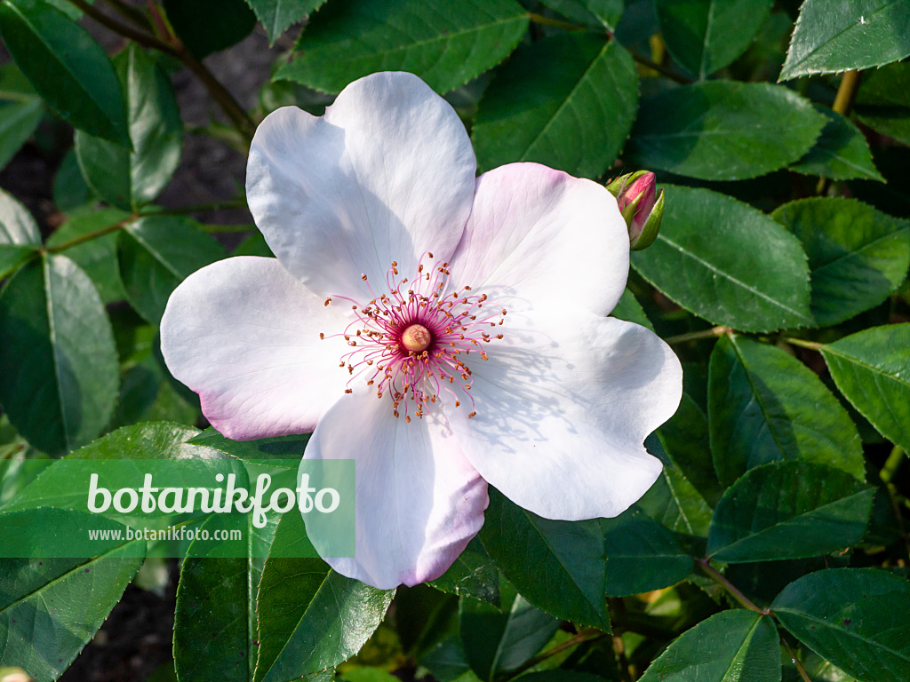 461002 - Rose (Rosa Sweet Pretty)