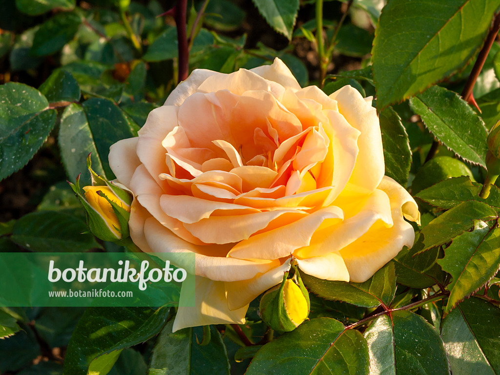 461025 - Rose (Rosa Tendence)